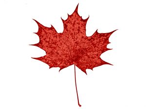 maple-leaf