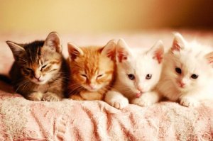 Cute kittens